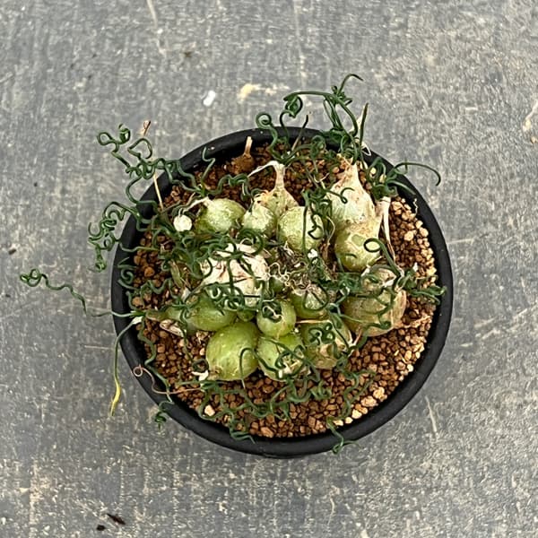 オーニソガラム：トルツオスム　2.5号鉢植え*