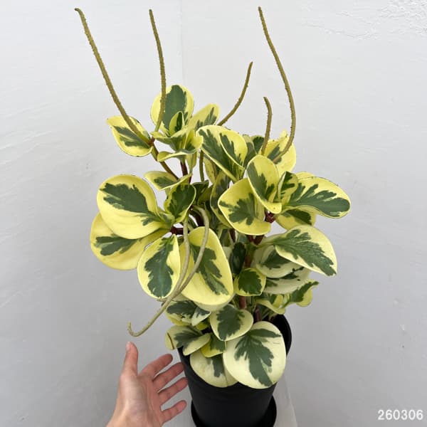 ぺぺロミア ：sp.斑入り　6号鉢植え