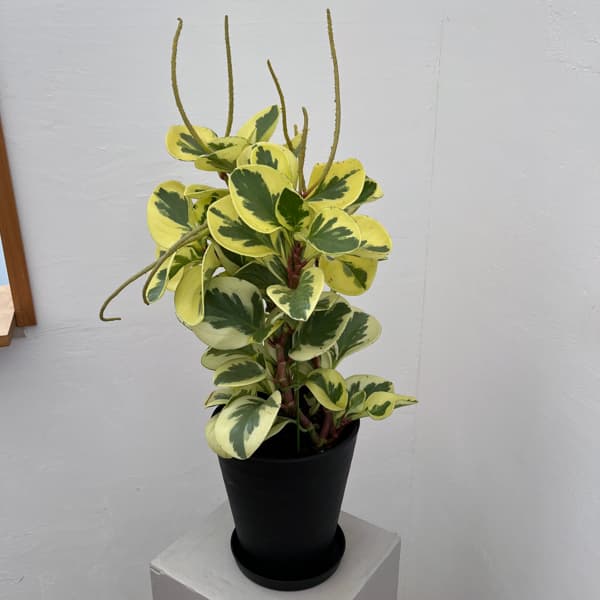 ぺぺロミア ：sp.斑入り　6号鉢植え