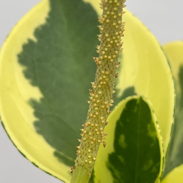 ぺぺロミア ：sp.斑入り　6号鉢植え