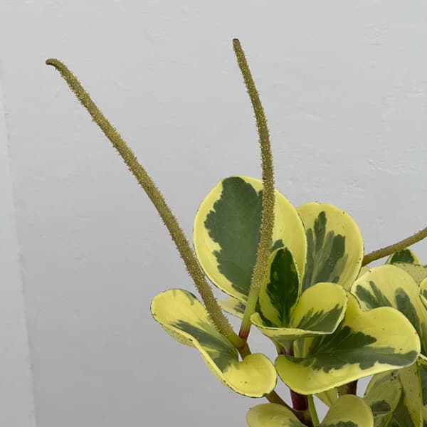 ぺぺロミア ：sp.斑入り　6号鉢植え