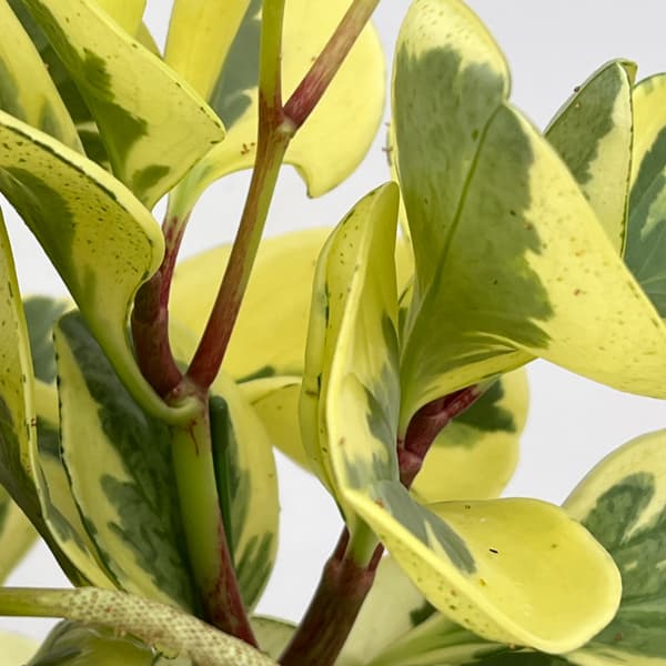 ぺぺロミア ：sp.斑入り　6号鉢植え