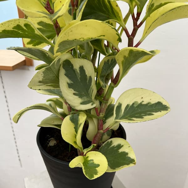 ぺぺロミア ：sp.斑入り　6号鉢植え