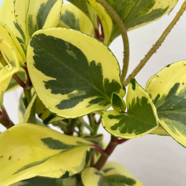 ぺぺロミア ：sp.斑入り　6号鉢植え