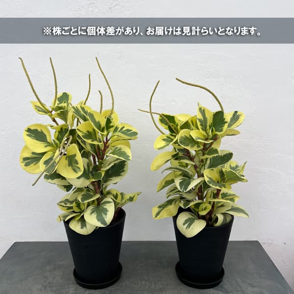 ぺぺロミア ：sp.斑入り　6号鉢植え