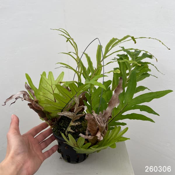 ドリナリア：プレウリディオイデス 3号吊り鉢