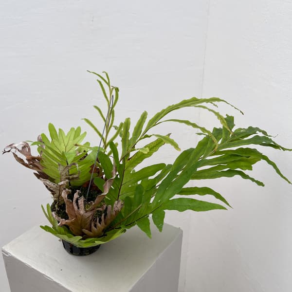 ドリナリア：プレウリディオイデス 3号吊り鉢