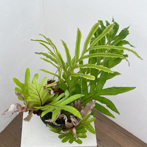 ドリナリア：プレウリディオイデス 3号吊り鉢