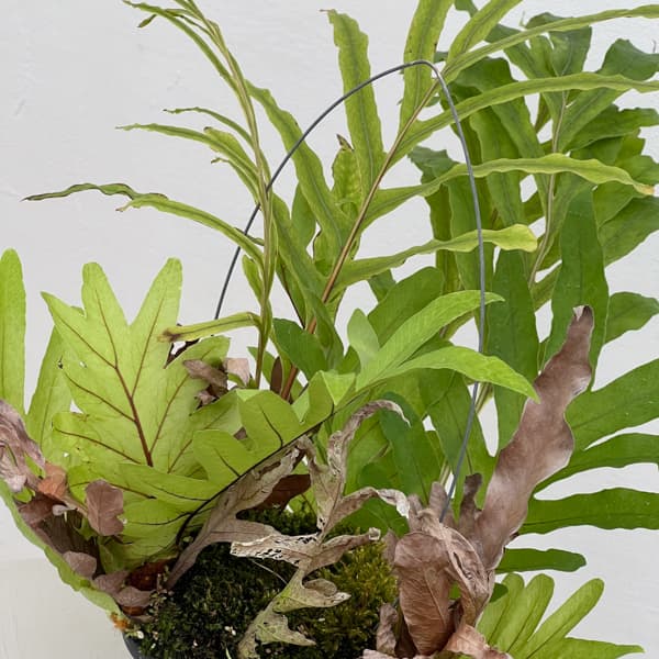 ドリナリア：プレウリディオイデス 3号吊り鉢