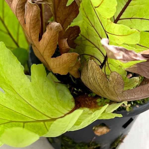 ドリナリア：プレウリディオイデス 3号吊り鉢