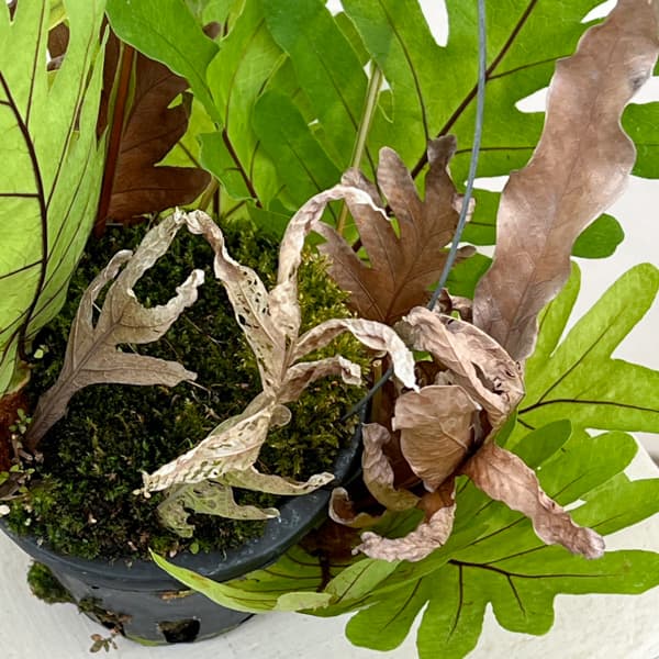 ドリナリア：プレウリディオイデス 3号吊り鉢