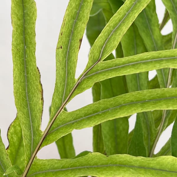 ドリナリア：プレウリディオイデス 3号吊り鉢