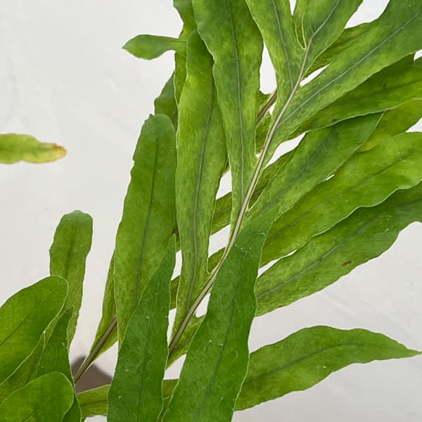 ドリナリア：プレウリディオイデス 3号吊り鉢