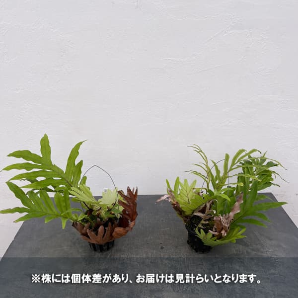 ドリナリア：プレウリディオイデス 3号吊り鉢