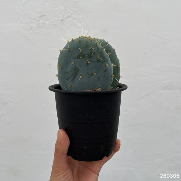 ウチワサボテン：オオマルボン（大丸盆）　3号鉢植え