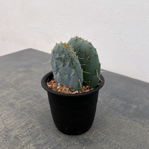 ウチワサボテン：オオマルボン（大丸盆）　3号鉢植え