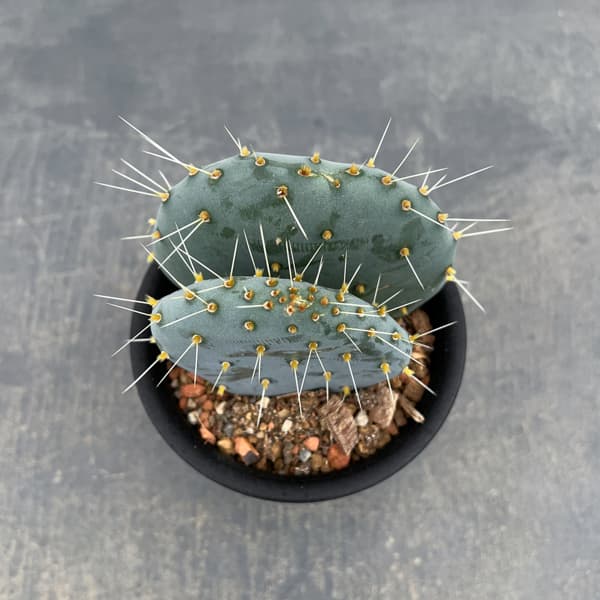 ウチワサボテン：オオマルボン（大丸盆）　3号鉢植え