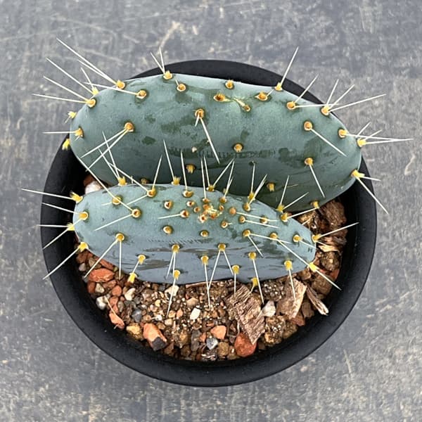 ウチワサボテン：オオマルボン（大丸盆）　3号鉢植え