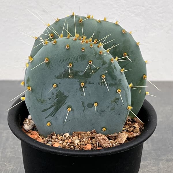 ウチワサボテン：オオマルボン（大丸盆）　3号鉢植え