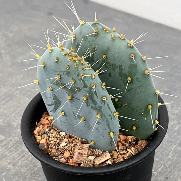 ウチワサボテン：オオマルボン（大丸盆）　3号鉢植え