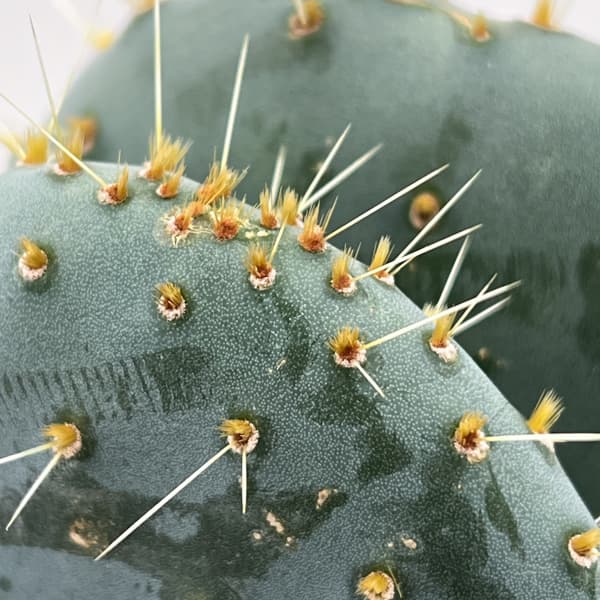 ウチワサボテン：オオマルボン（大丸盆）　3号鉢植え