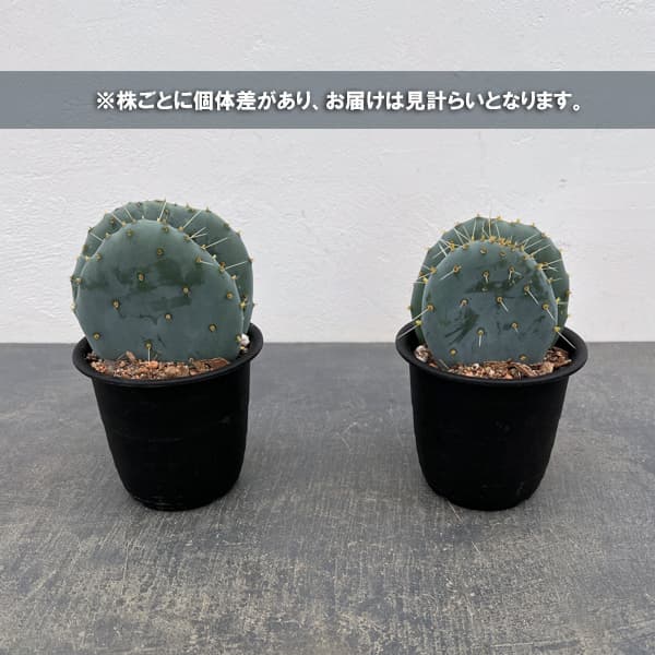 ウチワサボテン：オオマルボン（大丸盆）　3号鉢植え
