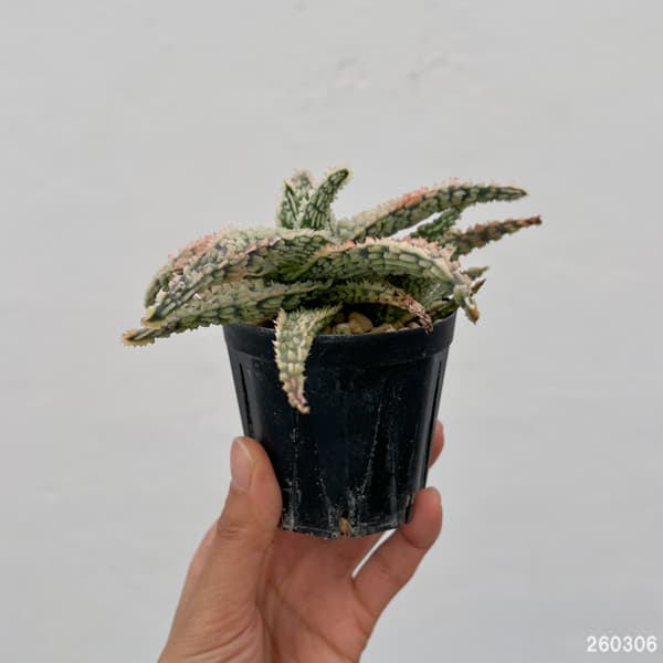 アロエ：オリジナルハイブリット　3号鉢植え26-01