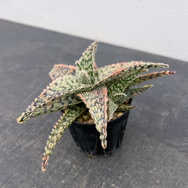 アロエ：オリジナルハイブリット　3号鉢植え26-01