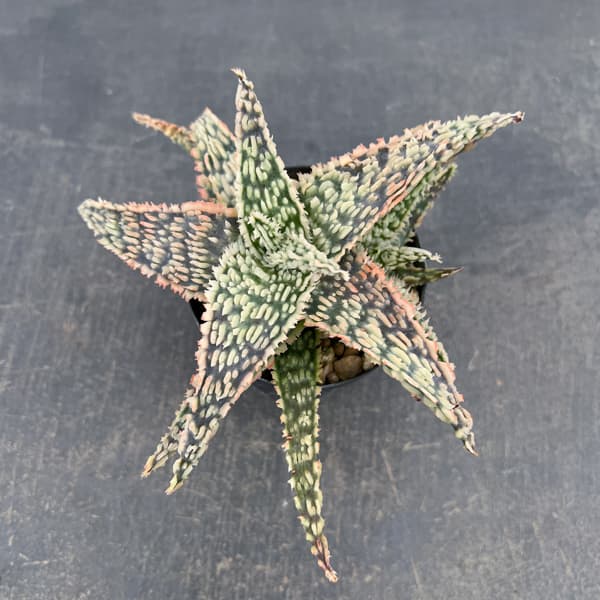 アロエ：オリジナルハイブリット　3号鉢植え26-01