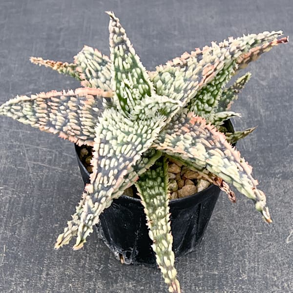 アロエ：オリジナルハイブリット　3号鉢植え26-01