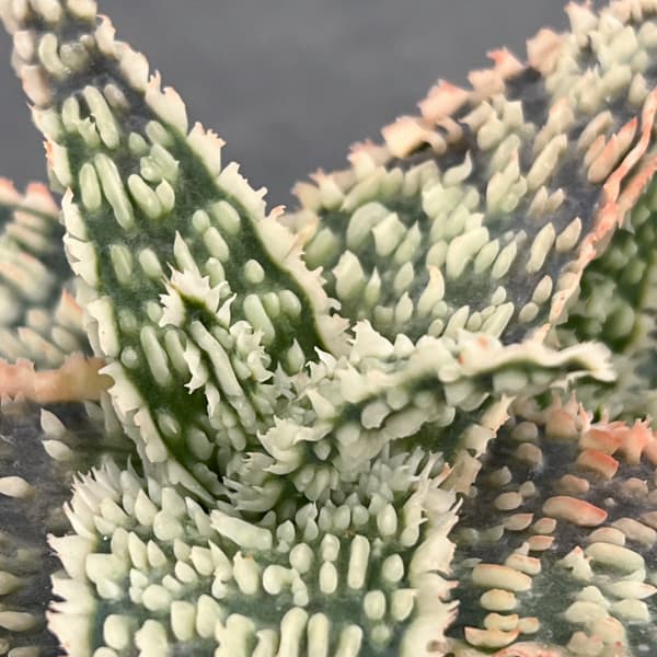 アロエ：オリジナルハイブリット　3号鉢植え26-01