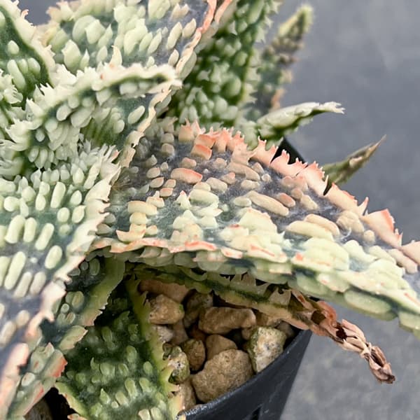 アロエ：オリジナルハイブリット　3号鉢植え26-01