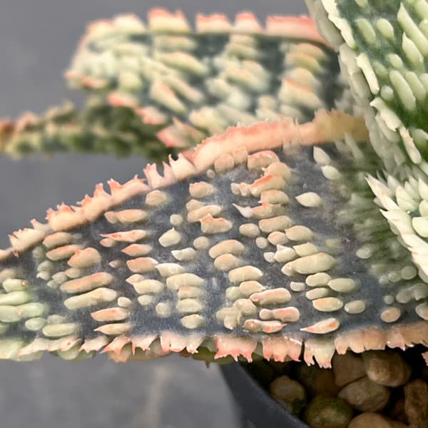 アロエ：オリジナルハイブリット　3号鉢植え26-01