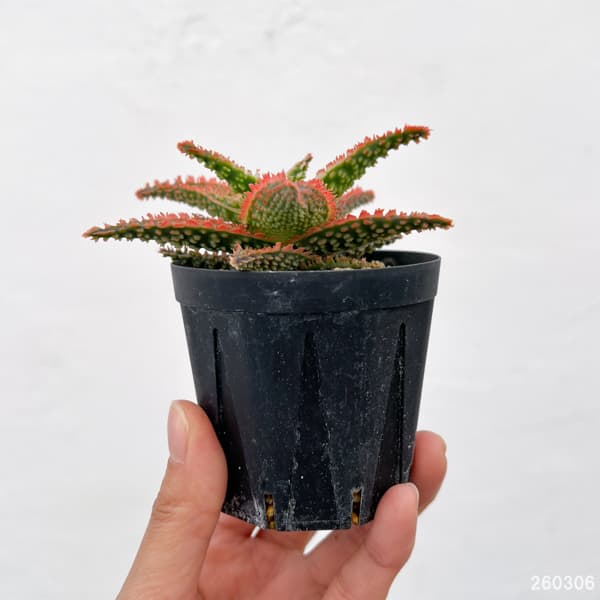 アロエ:オリジナルハイブリット 3号鉢植え26-02