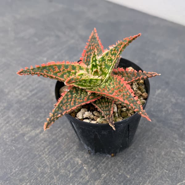 アロエ:オリジナルハイブリット 3号鉢植え26-02