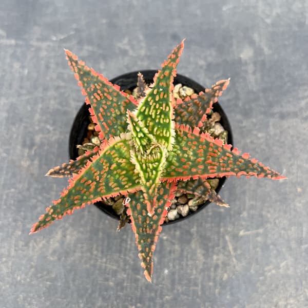 アロエ:オリジナルハイブリット 3号鉢植え26-02