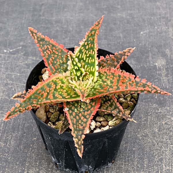 アロエ:オリジナルハイブリット 3号鉢植え26-02