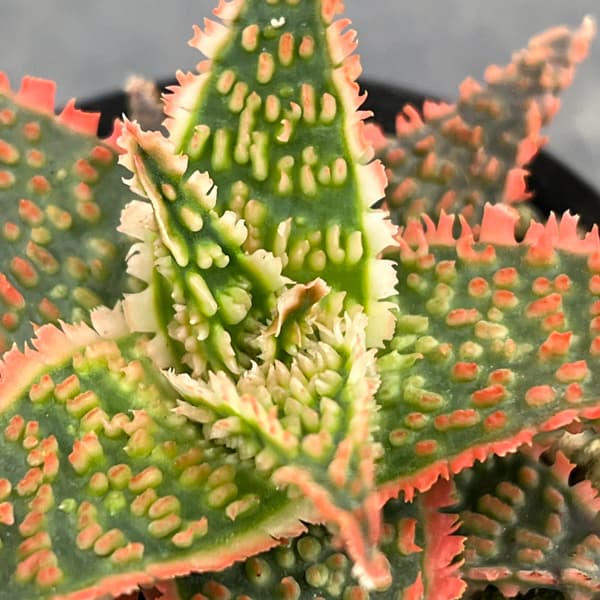 アロエ:オリジナルハイブリット 3号鉢植え26-02