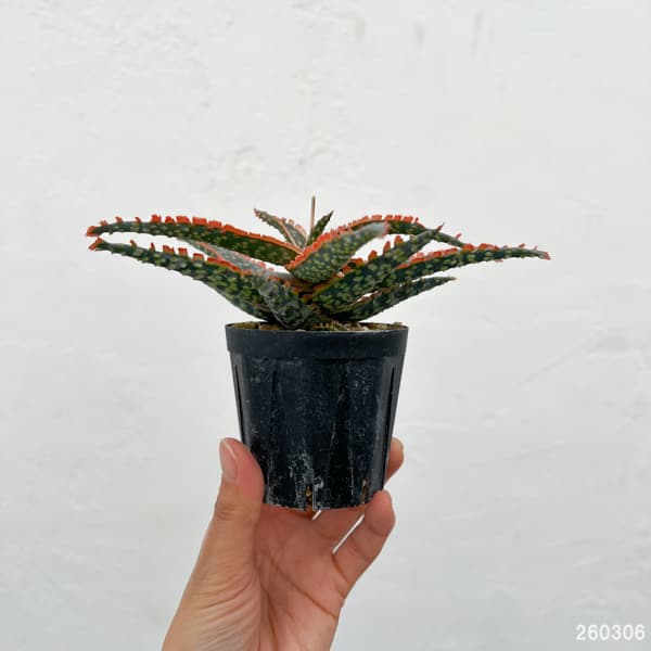 アロエ:オリジナルハイブリット 3号鉢植え26-03