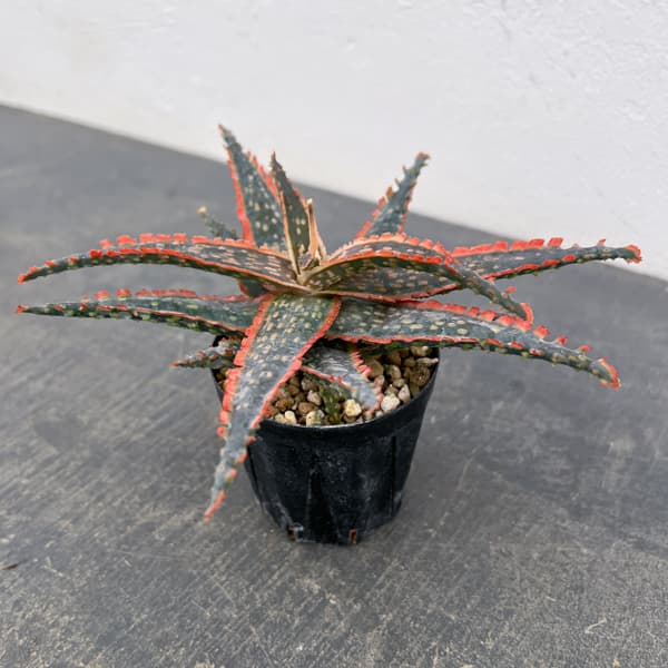 アロエ:オリジナルハイブリット 3号鉢植え26-03