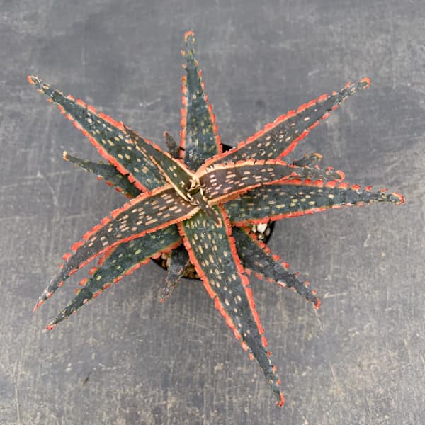 アロエ:オリジナルハイブリット 3号鉢植え26-03