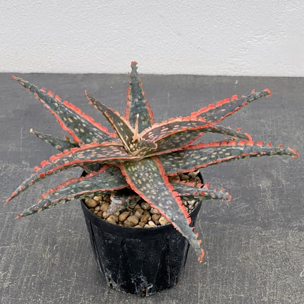 アロエ:オリジナルハイブリット 3号鉢植え26-03