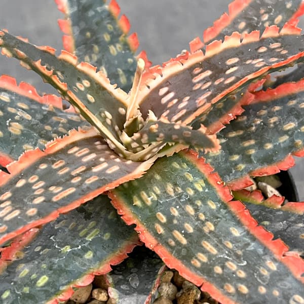 アロエ:オリジナルハイブリット 3号鉢植え26-03