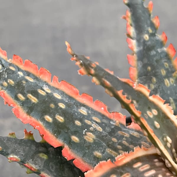 アロエ:オリジナルハイブリット 3号鉢植え26-03