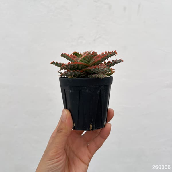 アロエ：オリジナルハイブリット　3号鉢植え26-04