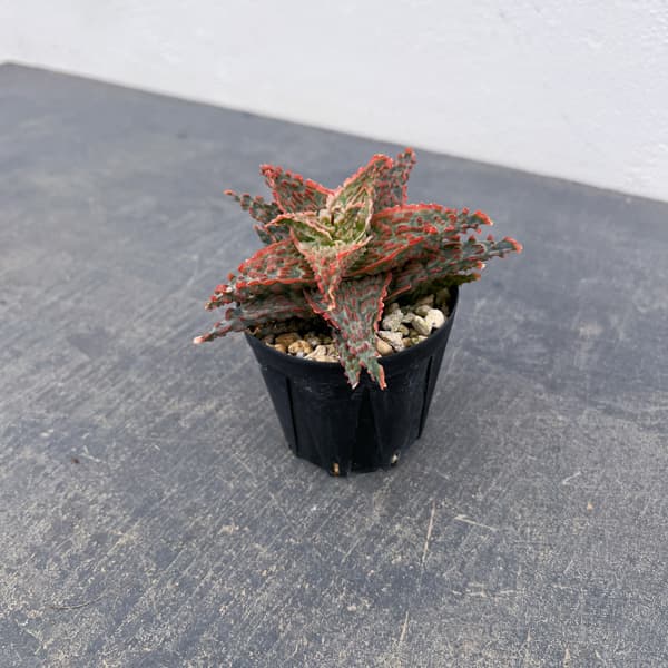 アロエ：オリジナルハイブリット　3号鉢植え26-04