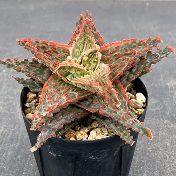 アロエ：オリジナルハイブリット　3号鉢植え26-04