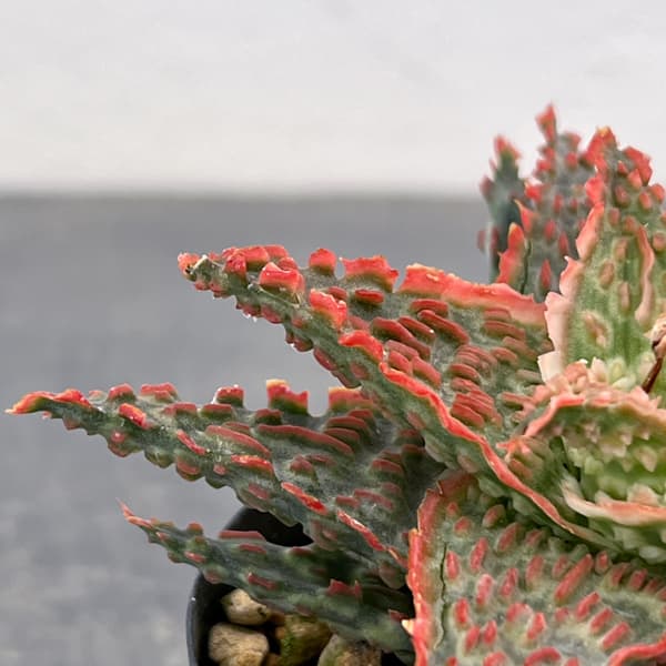 アロエ：オリジナルハイブリット　3号鉢植え26-04