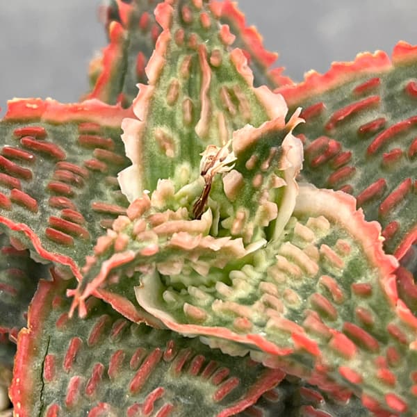 アロエ：オリジナルハイブリット　3号鉢植え26-04