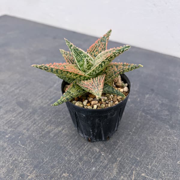 アロエ：オリジナルハイブリット　3号鉢植え26-05